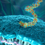 Ribonucleic acid strands consisting of nucleotides important for protein bio-synthesis entering cell wall.