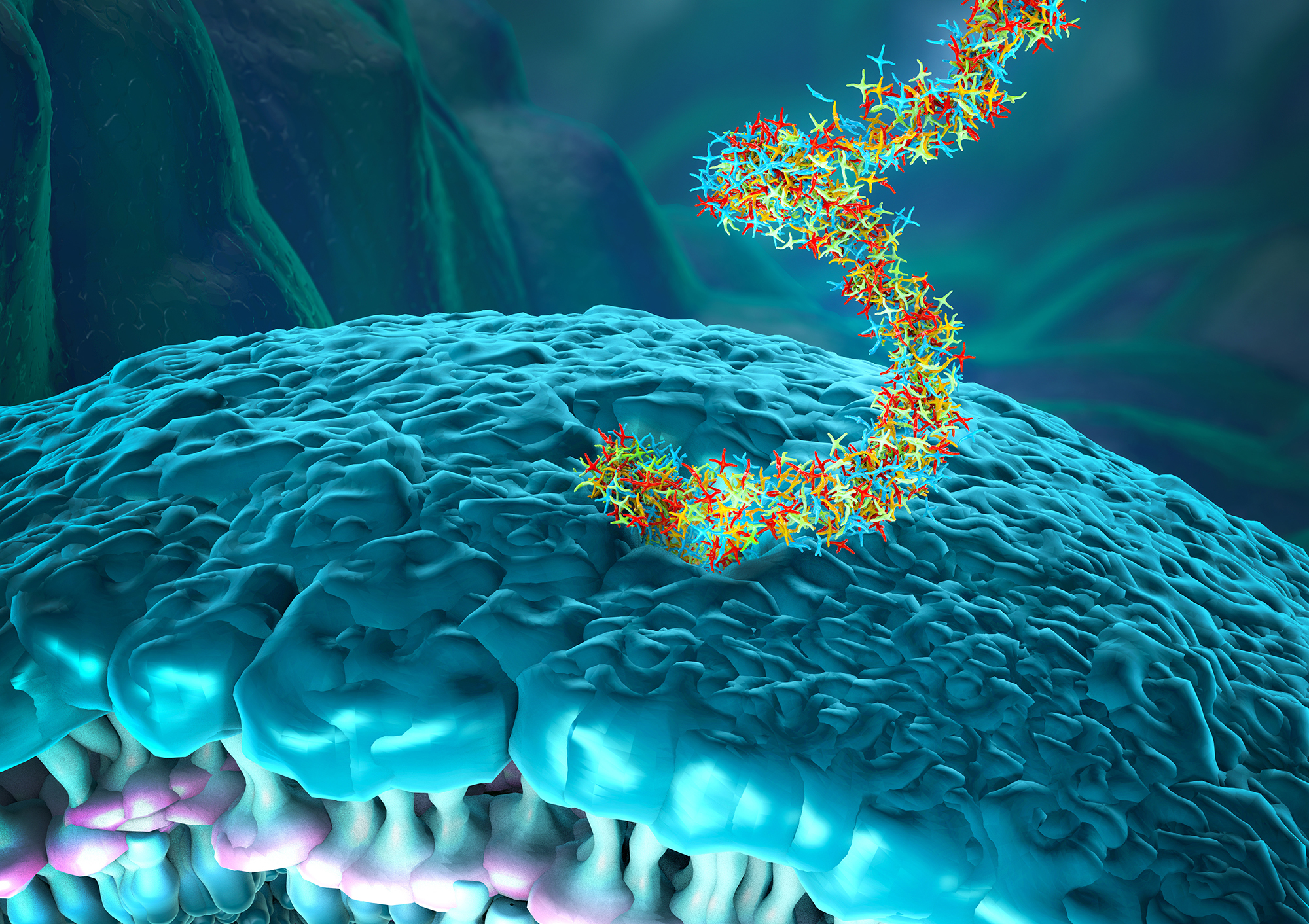 Ribonucleic acid strands consisting of nucleotides important for protein bio-synthesis entering cell wall.